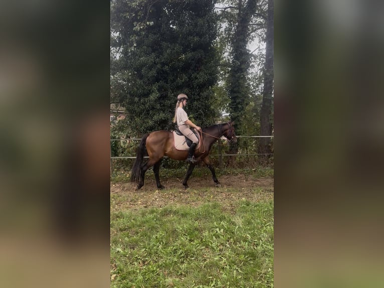 Other Warmbloods Gelding 3 years 15.2 hh Chestnut in Emsdetten