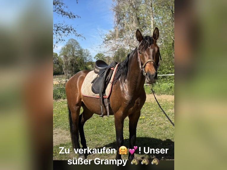 Other Warmbloods Gelding 3 years 15.2 hh Chestnut in Emsdetten