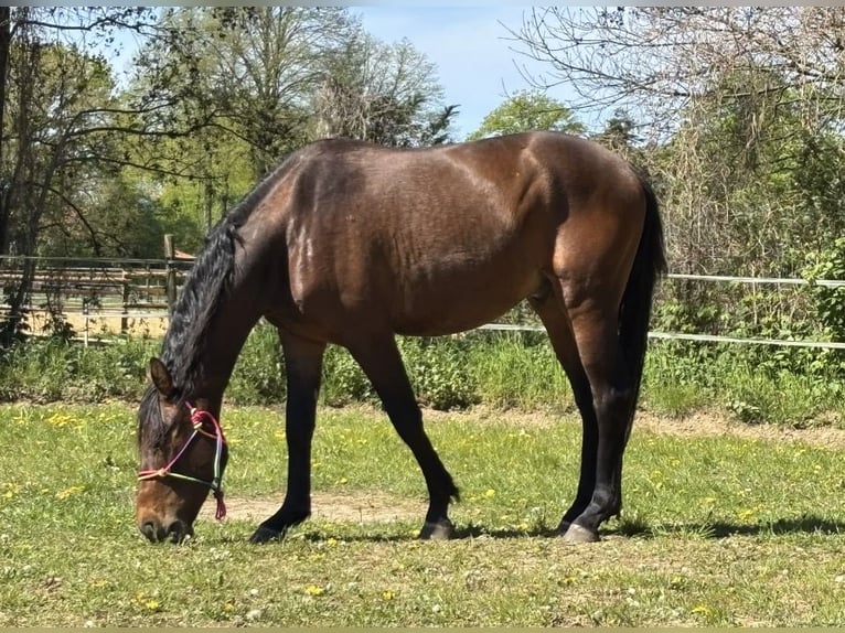 Other Warmbloods Gelding 3 years 15.2 hh Chestnut in Emsdetten