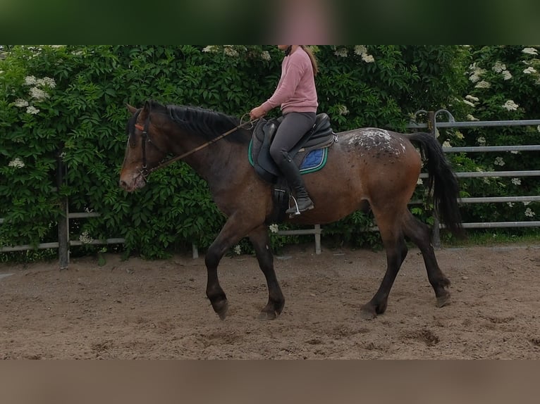 Other Warmbloods Gelding 3 years 15.2 hh Leopard-Piebald in Rudersdorf