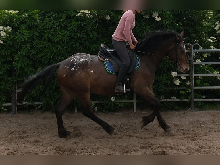 Other Warmbloods Gelding 3 years 15.2 hh Leopard-Piebald in Rudersdorf