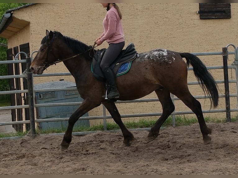 Other Warmbloods Gelding 3 years 15.2 hh Leopard-Piebald in Rudersdorf