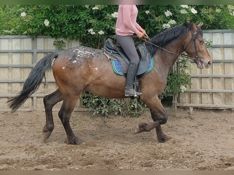 Other Warmbloods Gelding 3 years 15.2 hh Leopard-Piebald in Rudersdorf