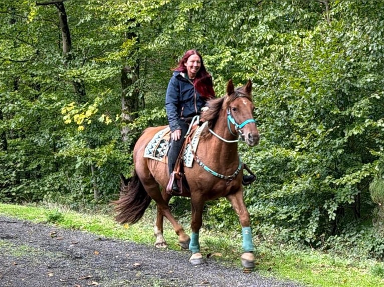 Other Warmbloods Gelding 3 years 15.3 hh Chestnut in Linkenbach