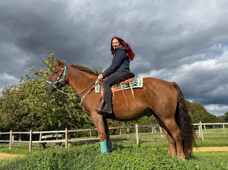 Other Warmbloods Gelding 3 years 15.3 hh Chestnut in Linkenbach