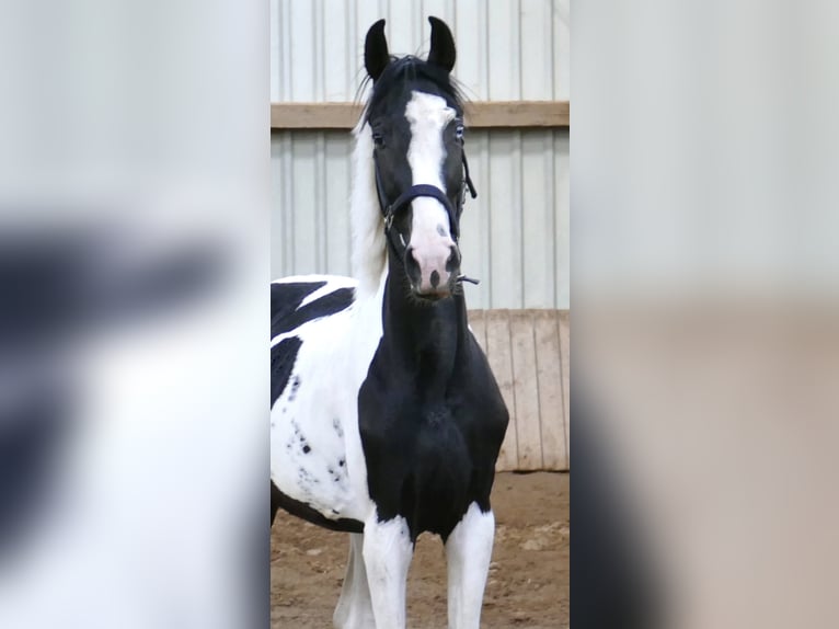 Other Warmbloods Gelding 3 years 15.3 hh Pinto in Borgentreich