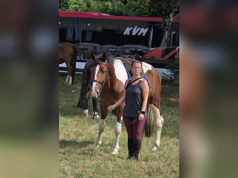 Other Warmbloods Gelding 3 years 15,2 hh Pinto in Braunschweig