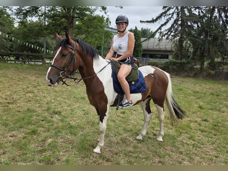 Other Warmbloods Gelding 3 years 15,2 hh Pinto in Braunschweig