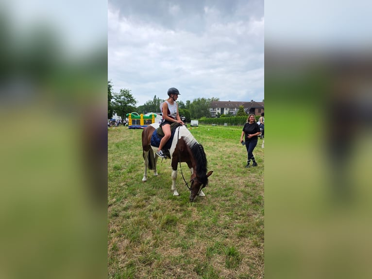 Other Warmbloods Gelding 3 years 15,2 hh Pinto in Braunschweig