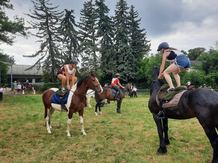 Other Warmbloods Gelding 3 years 15,2 hh Pinto in Braunschweig
