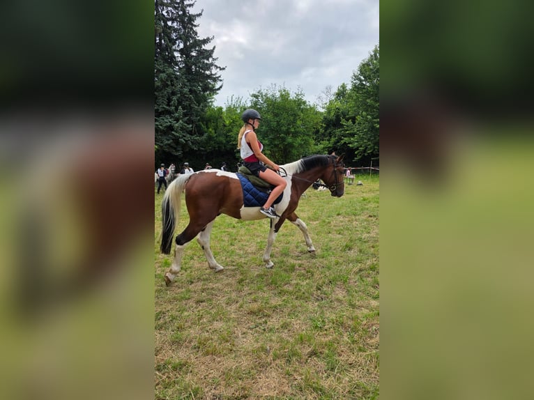 Other Warmbloods Gelding 3 years 15,2 hh Pinto in Braunschweig