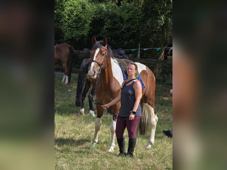 Other Warmbloods Gelding 3 years 15,2 hh Pinto in Braunschweig