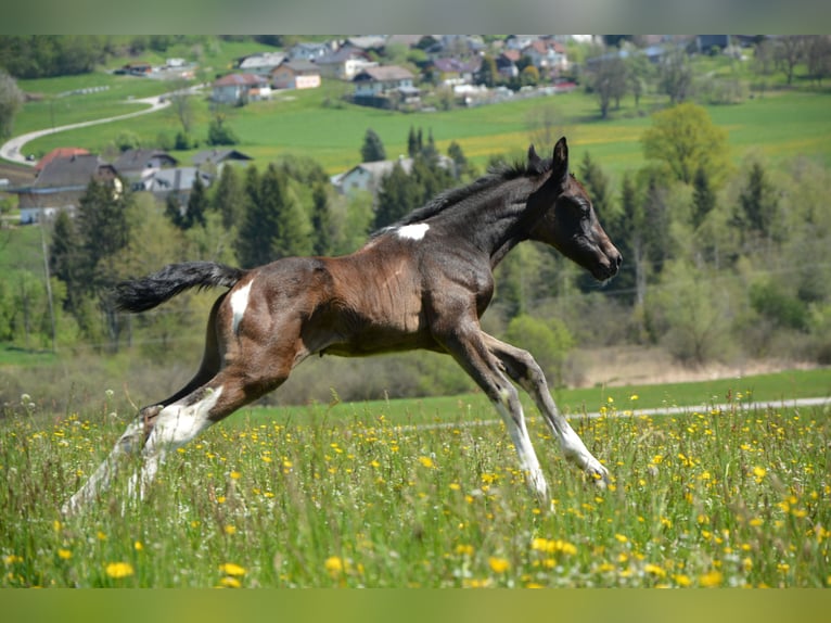 Other Warmbloods Mix Gelding 3 years 15,2 hh Pinto in Feldkirchen