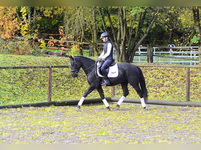 Other Warmbloods Gelding 3 years 16.1 hh Black in Wellheim