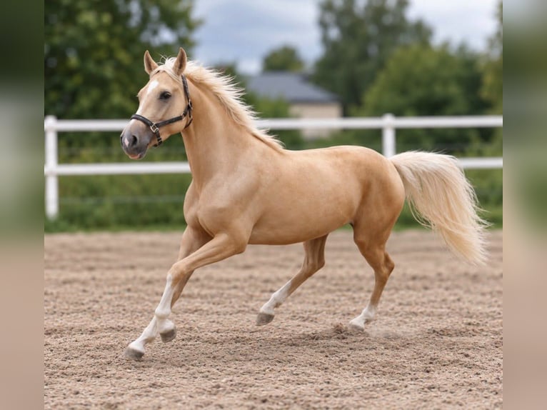 Other Warmbloods Gelding 3 years 16.1 hh Palomino in Borgentreich