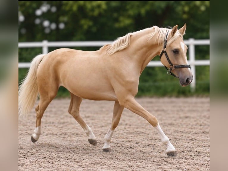 Other Warmbloods Gelding 3 years 16.1 hh Palomino in Borgentreich