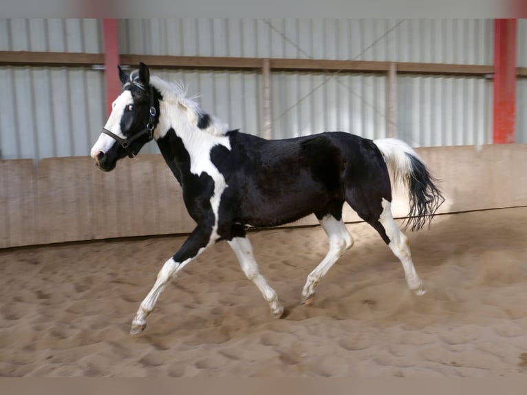 Other Warmbloods Gelding 3 years 16.1 hh Pinto in Borgentreich