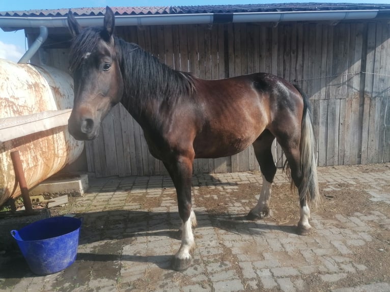 Other Warmbloods Mix Gelding 3 years 16,2 hh Brown in Hessisch Lichtenau