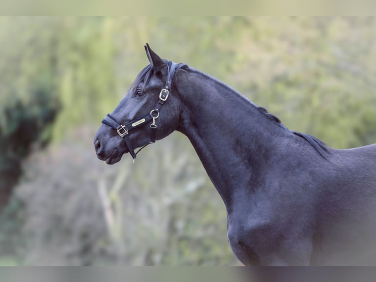 Other Warmbloods Gelding 3 years 16.3 hh Black in Hattingen