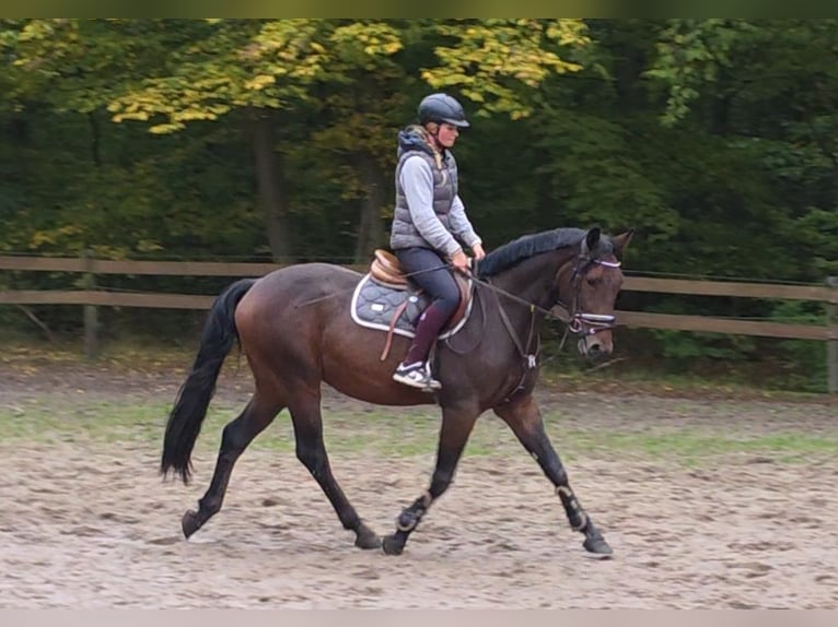 Other Warmbloods Gelding 3 years 16 hh Bay-Dark in Braunschweig