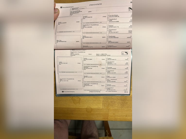 Other Warmbloods Gelding 3 years 16 hh Grey-Dark-Tan in Werlte