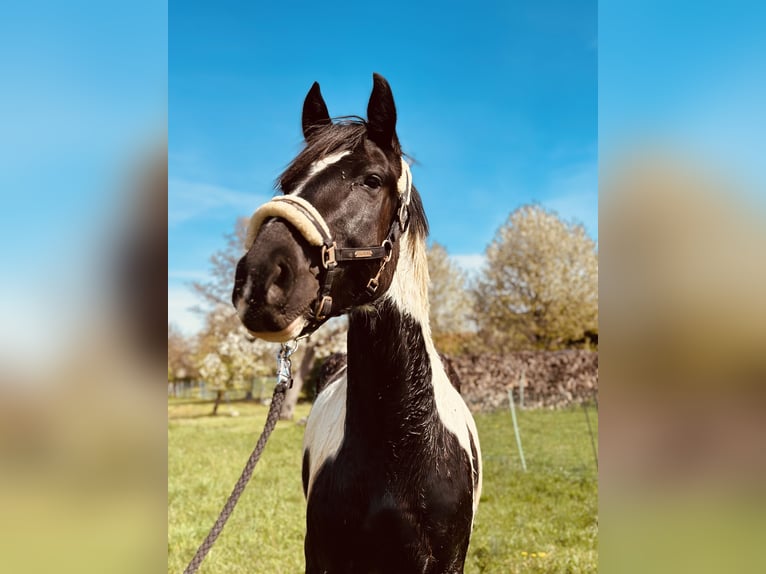 Other Warmbloods Mix Gelding 3 years 16 hh Pinto in Güssing