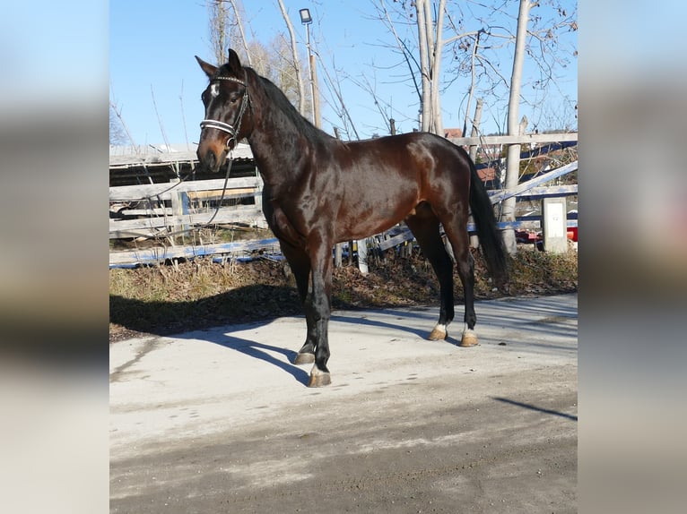 Other Warmbloods Gelding 3 years 16,1 hh Black in St. Marein bei Graz