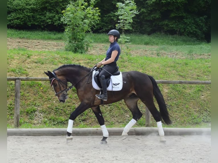 Other Warmbloods Gelding 3 years 16,1 hh Brown in Wellheim