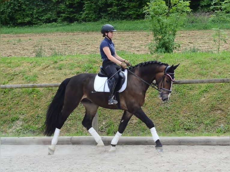 Other Warmbloods Gelding 3 years 16,1 hh Brown in Wellheim