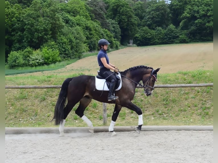 Other Warmbloods Gelding 3 years 16,1 hh Brown in Wellheim