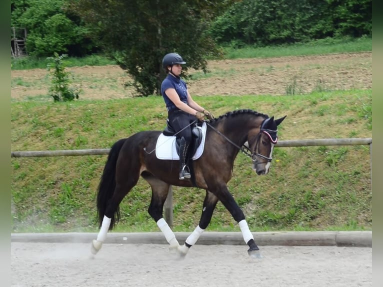 Other Warmbloods Gelding 3 years 16,1 hh Brown in Wellheim