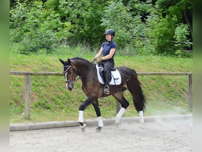 Other Warmbloods Gelding 3 years 16,1 hh Brown in Wellheim