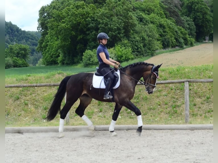 Other Warmbloods Gelding 3 years 16,1 hh Brown in Wellheim