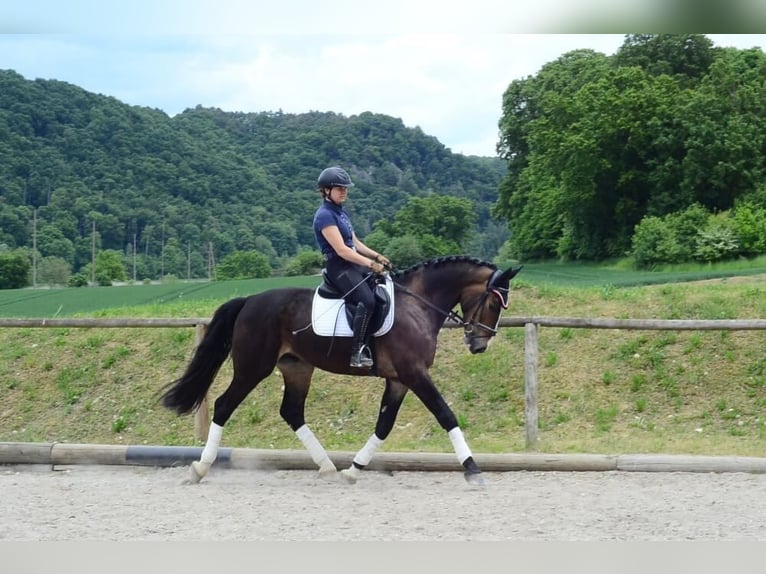 Other Warmbloods Gelding 3 years 16,1 hh Brown in Wellheim