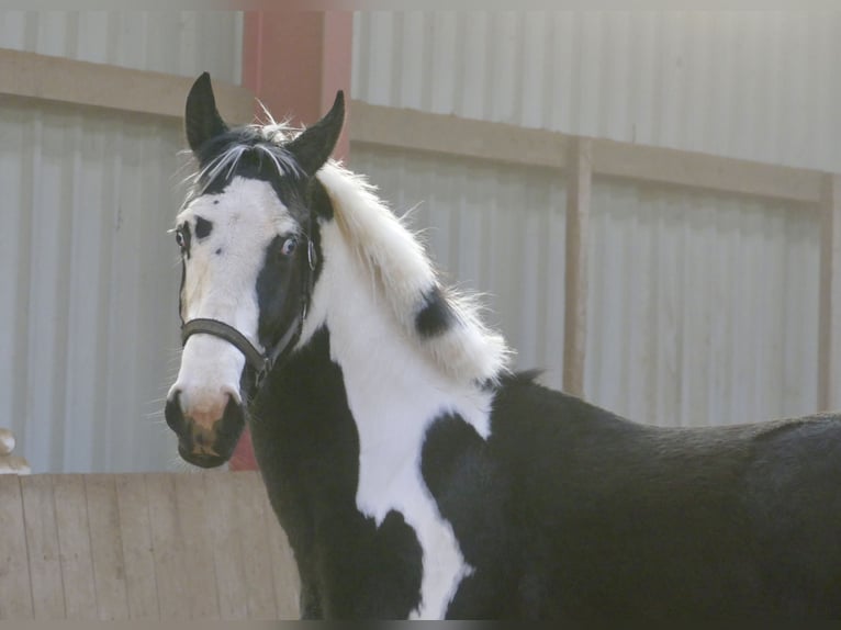Other Warmbloods Gelding 3 years 16,1 hh Pinto in Borgentreich