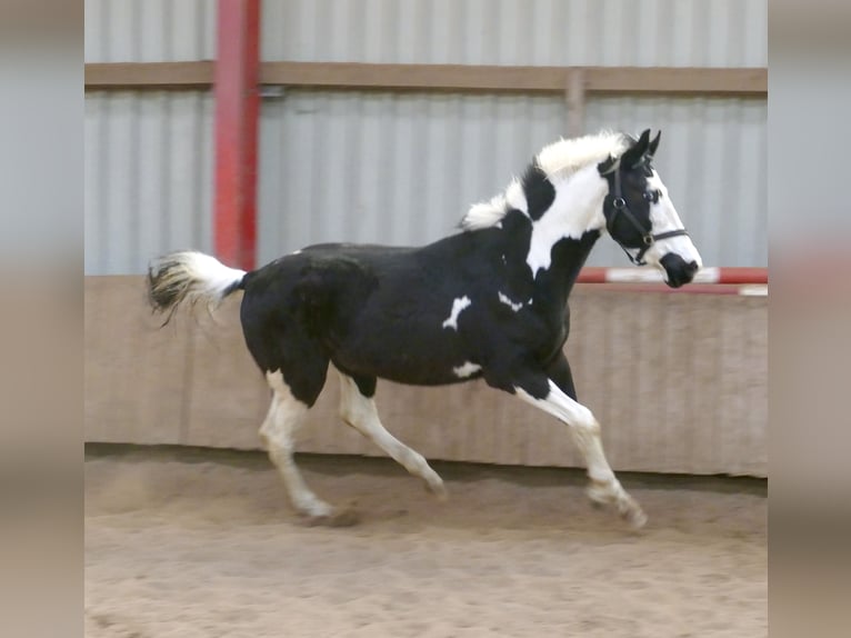 Other Warmbloods Gelding 3 years 16,1 hh Pinto in Borgentreich