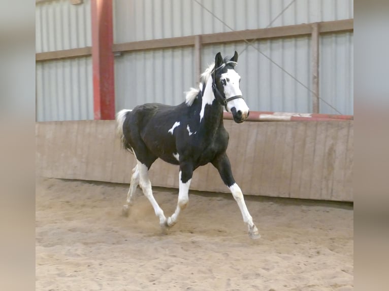 Other Warmbloods Gelding 3 years 16,1 hh Pinto in Borgentreich