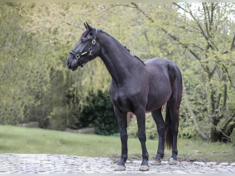 Other Warmbloods Gelding 3 years 16,3 hh Black in Hattingen