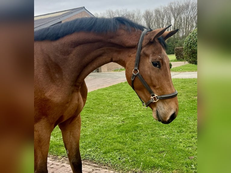 Other Warmbloods Gelding 3 years 17 hh Brown in Bladel