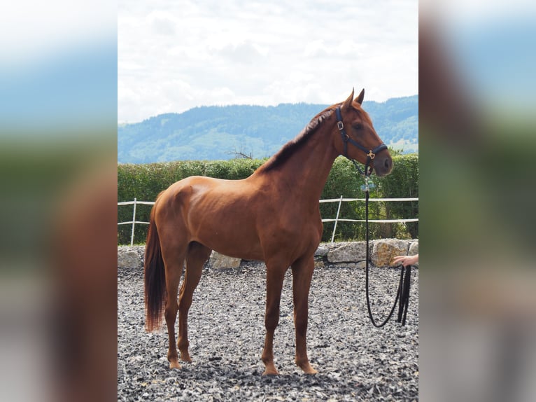 Other Warmbloods Gelding 3 years 17 hh Chestnut-Red in Neuhofen An Der Ybbs