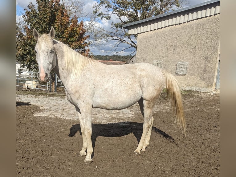 Other Warmbloods Mix Gelding 4 years 14,2 hh Gray-Dapple in Murstetten