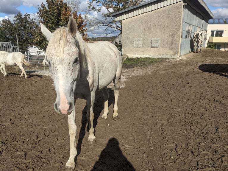 Other Warmbloods Mix Gelding 4 years 14,2 hh Gray-Dapple in Murstetten