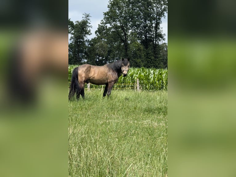 Other Warmbloods Mix Gelding 4 years 14 hh Buckskin in Wenden