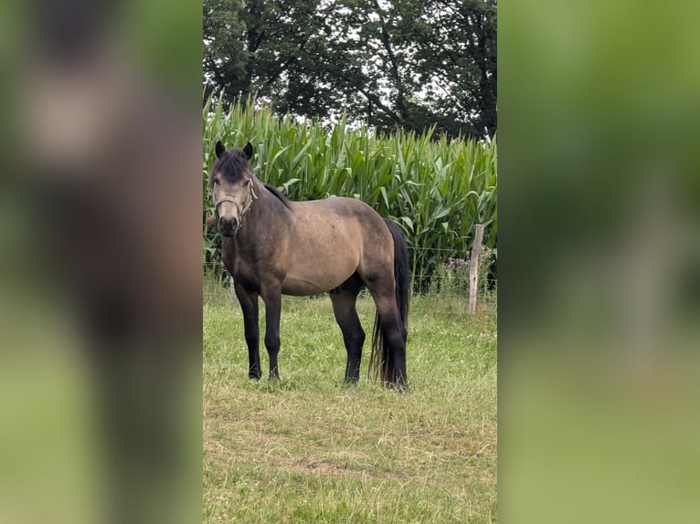 Other Warmbloods Mix Gelding 4 years 14 hh Buckskin in Wenden
