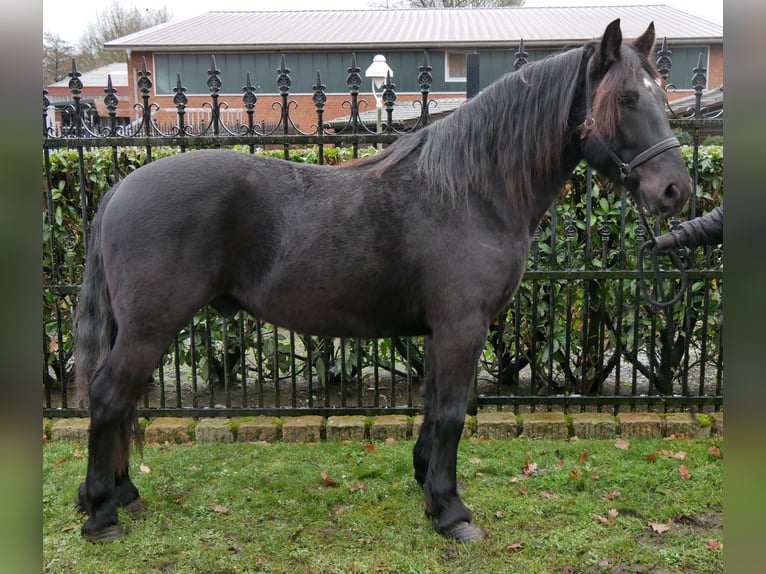 Other Warmbloods Gelding 4 years 14,3 hh Black in Dorsten