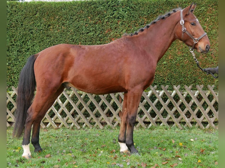 Other Warmbloods Gelding 4 years 15.1 hh Brown in Dorsten