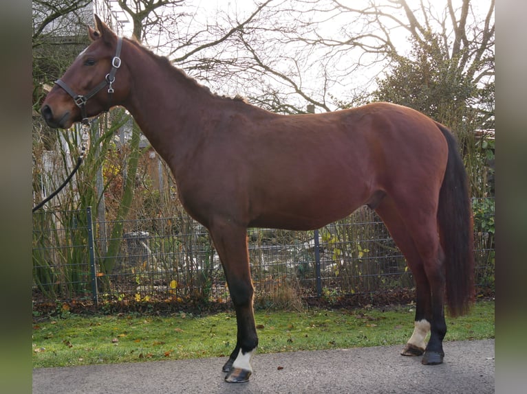 Other Warmbloods Gelding 4 years 15.1 hh Brown in Dorsten