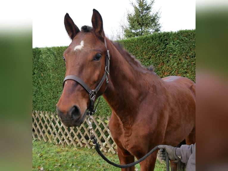 Other Warmbloods Gelding 4 years 15.1 hh Brown in Dorsten