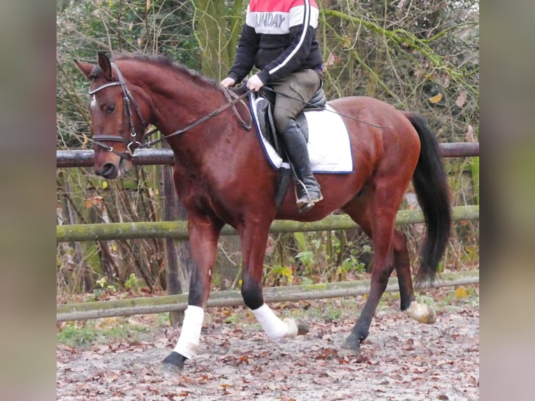 Other Warmbloods Gelding 4 years 15.1 hh Brown in Dorsten