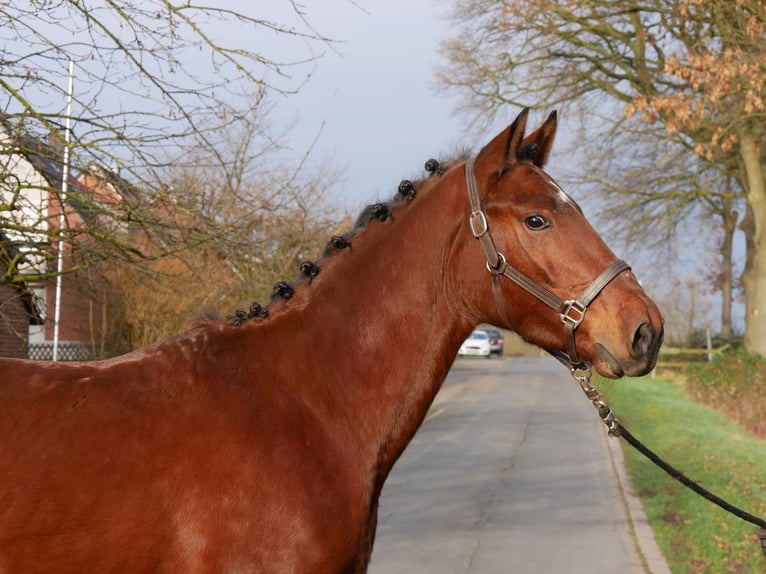 Other Warmbloods Gelding 4 years 15.1 hh Brown in Dorsten